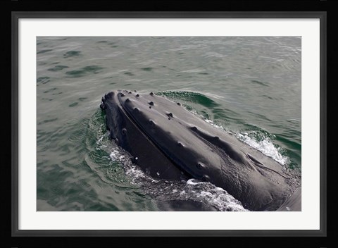 Framed Close up of Humpback whale, western Antarctic Peninsula Print