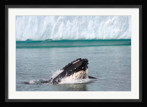 Framed Humpback whale, Antarctic Print