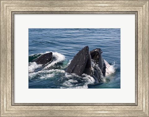 Framed Humpback whales feeding, western Antarctic Peninsula Print