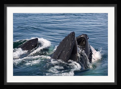 Framed Humpback whales feeding, western Antarctic Peninsula Print