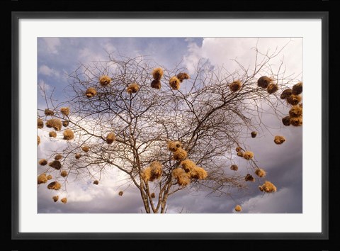 Framed Kenya, Acacia, Back-necked and Vitelline masked Weaver Print