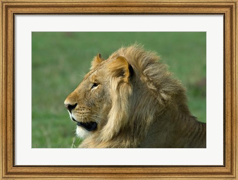 Framed Kenya, Masai Mara Game Reserve, Lion Print