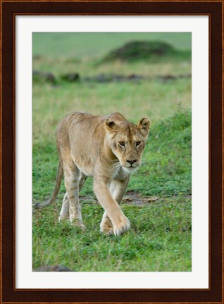 Framed Kenya: Masai Mara Game Reserve, Mara Conservancy, Lion Print