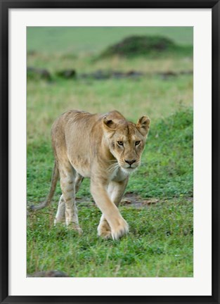 Framed Kenya: Masai Mara Game Reserve, Mara Conservancy, Lion Print