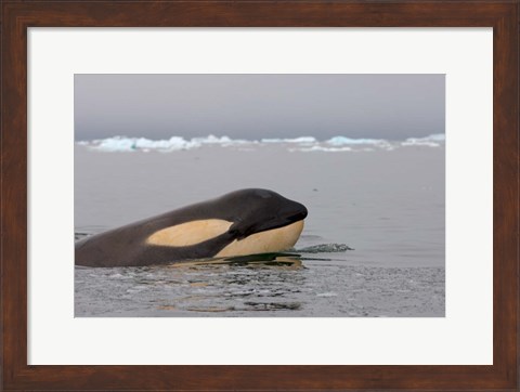 Framed Killer whale, Western Antarctic Peninsula Print