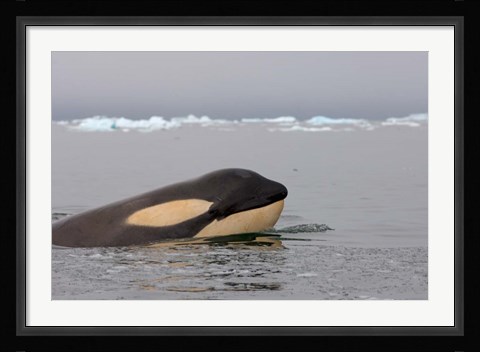 Framed Killer whale, Western Antarctic Peninsula Print