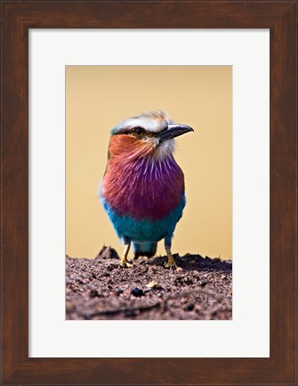 Framed Lilac-Breasted Roller, Maasai Mara, Kenya Print