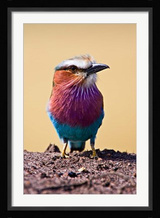 Framed Lilac-Breasted Roller, Maasai Mara, Kenya Print