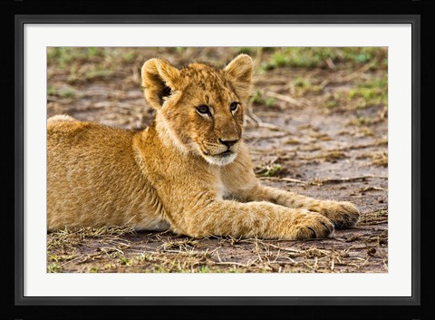 Framed Lion Cub Laying in the Bush, Maasai Mara, Kenya Print