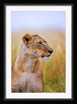 Framed Lion Sitting in the High Grass, Maasai Mara, Kenya Print