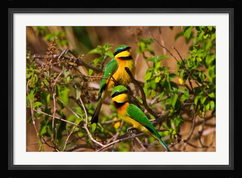 Framed Little Bee-eater tropical bird, Maasai Mara, Kenya Print