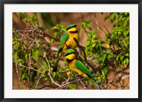 Framed Little Bee-eater tropical bird, Maasai Mara, Kenya Print