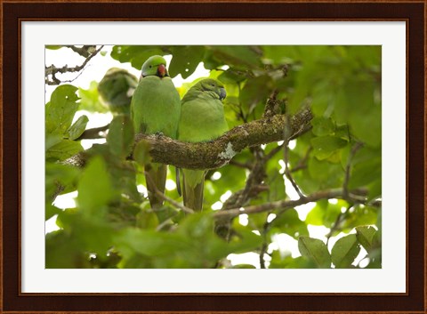 Framed Mauritius, Black River Gorges, Parakeet tropical bird Print