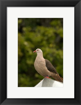 Framed Mauritius, Black River Gorges, Pink pigeon bird Print