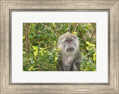Framed Mauritius, Grand Bassin, Macaque monkey, Hindu site Print