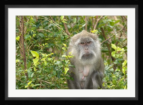 Framed Mauritius, Grand Bassin, Macaque monkey, Hindu site Print