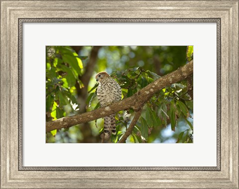 Framed Mauritius, Kestrel bird Print