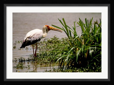 Framed Kenya. Masai Mara, Yellowbilled stork bird Print
