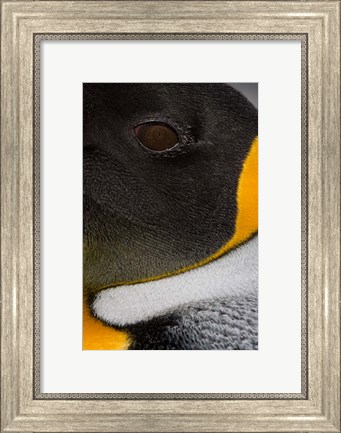 Framed King Penguin, Right Whale Bay, South Georgia Island, Antarctica Print