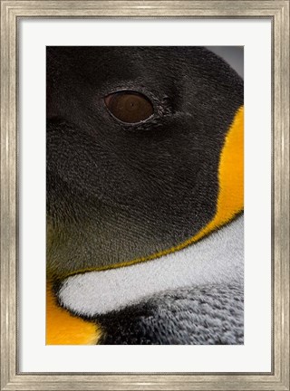 Framed King Penguin, Right Whale Bay, South Georgia Island, Antarctica Print
