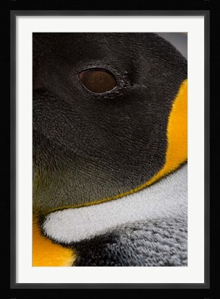 Framed King Penguin, Right Whale Bay, South Georgia Island, Antarctica Print