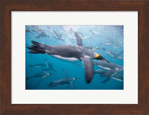 Framed King Penguins Swimming in Right Whale Bay, South Georgia Island, Sub-Antarctica Print