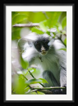 Framed Juvenile Kirk's Red Colobus Monkey, Jozani Forest, Chwaka Bay National Park, Zanzibar, Tanzania Print
