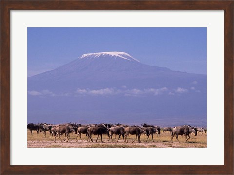 Framed Kenya: Amboseli NP, wildebeest wildlife, Mt Kilimanjaro Print