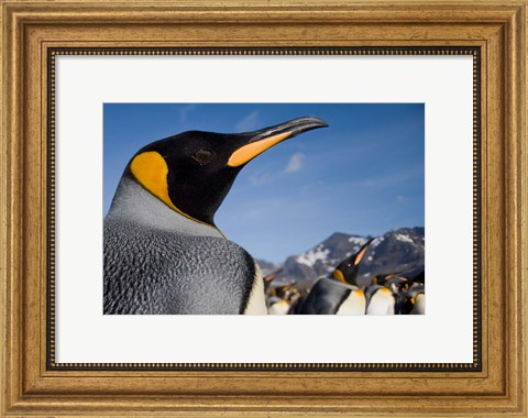 Framed King Penguins Along Shoreline in Massive Rookery, Saint Andrews Bay, South Georgia Island, Sub-Antarctica Print