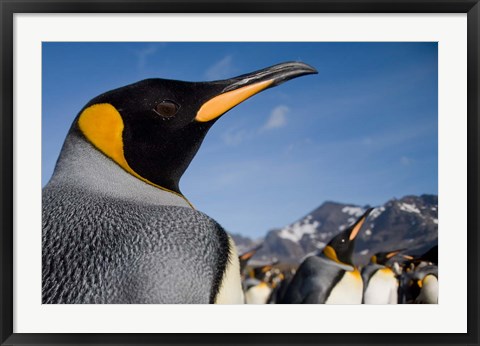 Framed King Penguins Along Shoreline in Massive Rookery, Saint Andrews Bay, South Georgia Island, Sub-Antarctica Print
