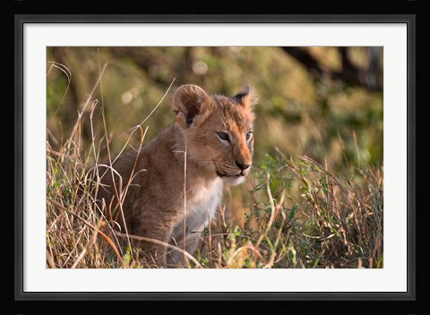 Framed Lion cub, Masai Mara National Reserve, Kenya Print