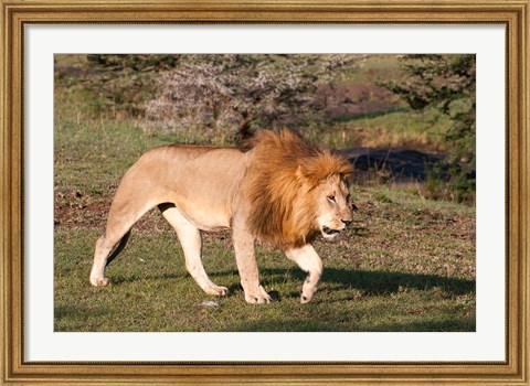 Framed Lion, Panthera leo, Maasai Mara, Kenya. Print