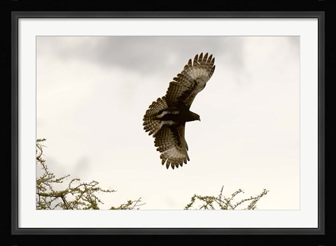 Framed Long Crested Eagle, Meru National Park, Kenya Print