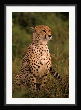 Framed Kenya: Masai Mara, head of mating cheetah Print