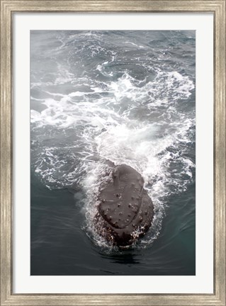 Framed Humpback Whales in Antarctica Print