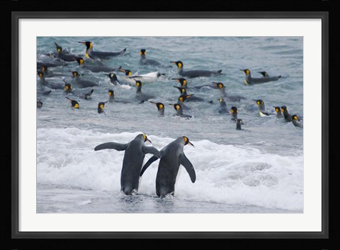 Framed King Penguin, Gold Harbor, South Georgia, Antarctica Print