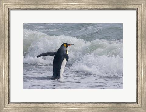Framed King Penguin, Salisbury Plain, South Georgia Print