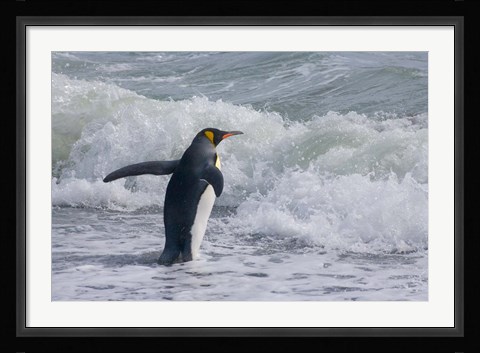 Framed King Penguin, Salisbury Plain, South Georgia Print