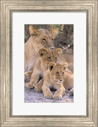 Framed Lioness and Cubs, Okavango Delta, Botswana Print