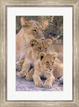 Framed Lioness and Cubs, Okavango Delta, Botswana Print