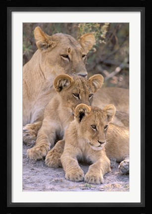 Framed Lioness and Cubs, Okavango Delta, Botswana Print