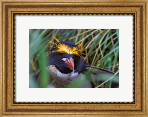 Framed Macaroni Penguin in the grass, Cooper Baby, South Georgia, Antarctica Print