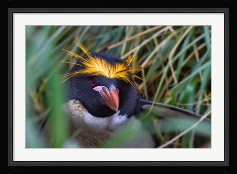 Framed Macaroni Penguin in the grass, Cooper Baby, South Georgia, Antarctica Print