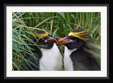 Framed Macaroni Penguin, Cooper Baby, Antarctica Print