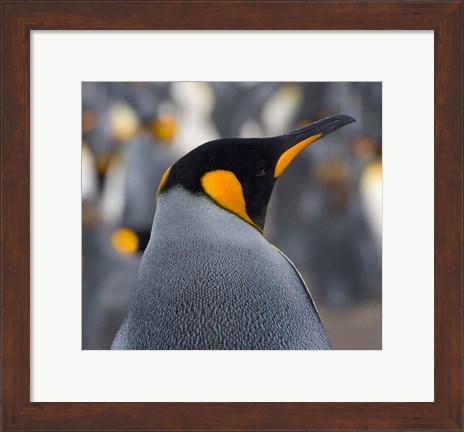Framed King Penguin, Salisbury Plain, South Georgia, Antarctica Print