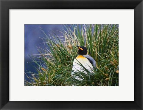 Framed Close up of King Penguin, Antarctica Print