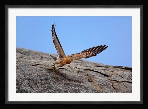 Framed Kestrel, Serengeti National Park, Tanzania Print