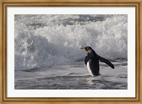 Framed King Penguin in the surf, Antarctica Print