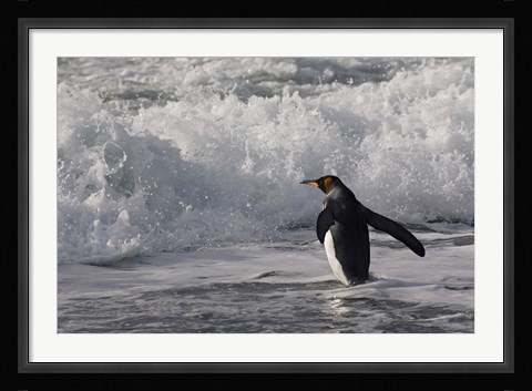 Framed King Penguin in the surf, Antarctica Print