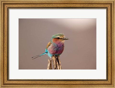 Framed Lilac breasted Roller bird, Samburu Game Reserve, Kenya Print